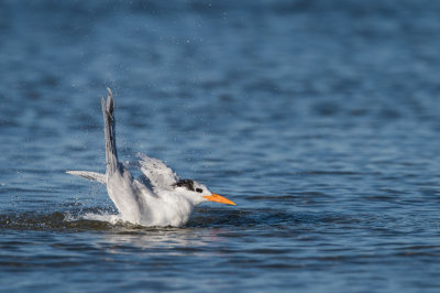 Sterne royale -- Royal tern