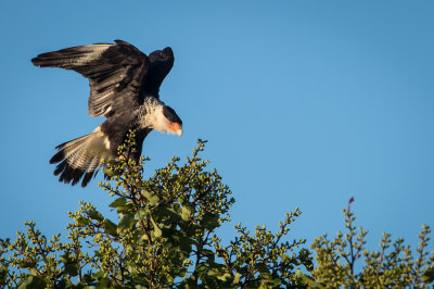 Caracara du Nord -- Crested Caracara