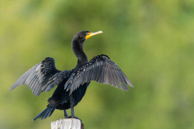 Cormoran à aigrettes -- Double-crested cormoran