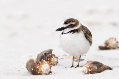 Pluvier de Wilson -- Wilson's Plover