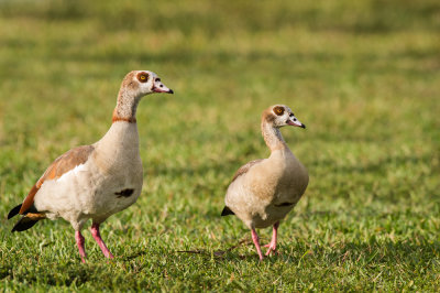 Ouettes d'gypte -- Egyptian goose