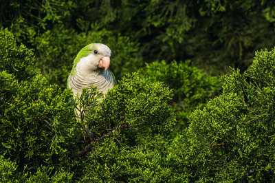 Conure veuve (Floride) -- Monk parakeet(Florida)