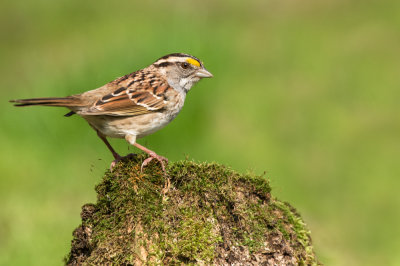 Bruant  gorge blanche de premire anne -- White-Throated Sparrow (first year)