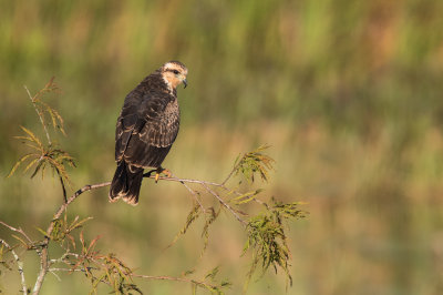 Milan des marais -- Snail kite