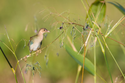 Talve violac, juvnile -- American Purple Gallinule, juvenile