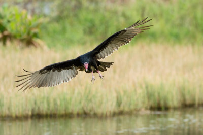 Urubu à tête rouge -- Turkey vulture