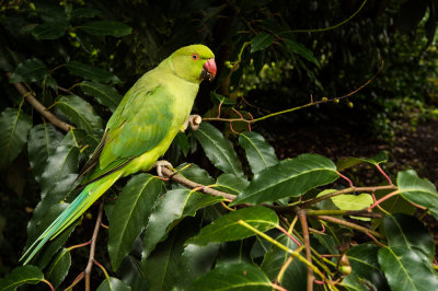Perruche  collier (Londres) -- Rose-ringed parakeet (London)
