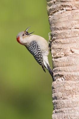 Pic  ventre roux -- Red-bellied woodpecker