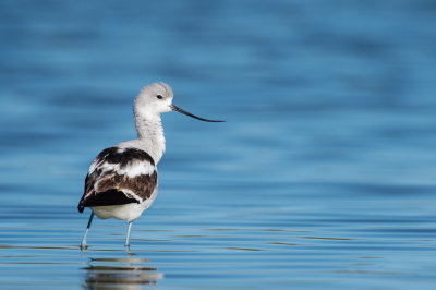 Avocette d'Amrique -- American avocet