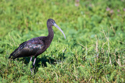 Ibis falcinelle -- Glossy ibis