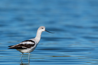 Avocette d'Amrique -- American avocet