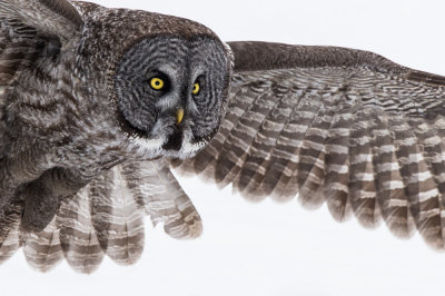 Chouette lapone -- Great Grey Owl