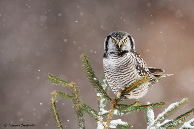 Chouette pervire -- Northern Hawk-Owl