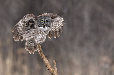 Chouette lapone -- Great Grey Owl