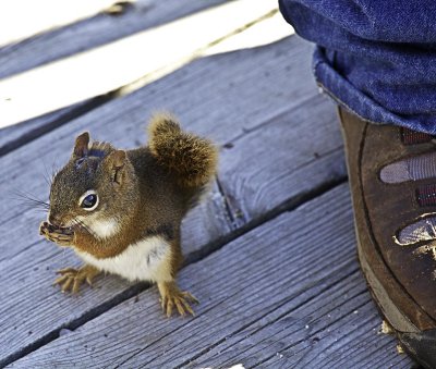 Red Squirrel, Brown Sandal