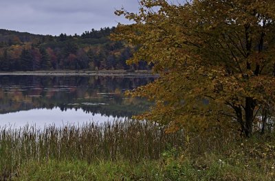 Thousand Acre Swamp