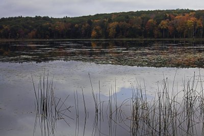 Thousand Acre Swamp