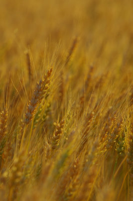 Wheat.CherylPady.jpg
