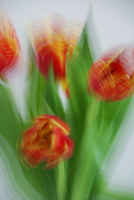 TulipTwirl.1.CherylPady.jpg