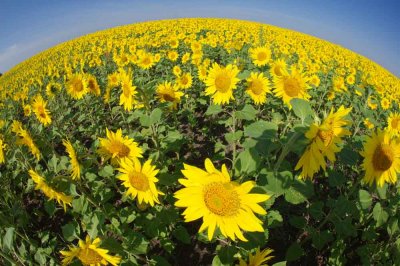 SunflowersAroundTheWorld.CherylPady.jpg