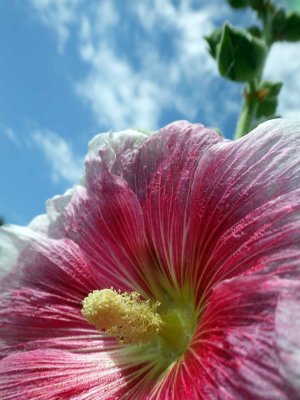 Flower.Cheryl.jpg