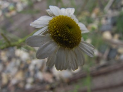 flower by Lorilee