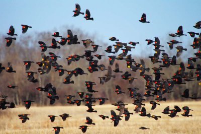 Blackbirds.CherylPady.jpg