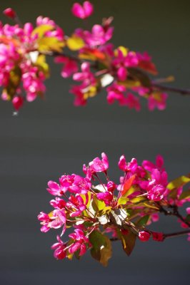 PinkBlossoms.CherylPady