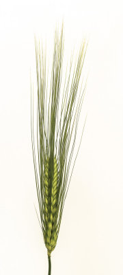 ornamental botanics: wheat