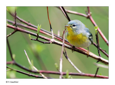 Paruline à collier - Parula Warbler