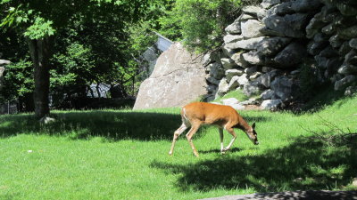 Grandfather Mountain 088.JPG