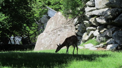 Grandfather Mountain 090.JPG