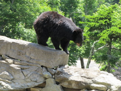 Grandfather Mountain 146.JPG