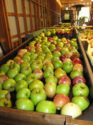 Apple Hill Orchard 057.JPG