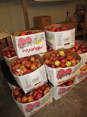 Apple Hill Orchard 051.JPG