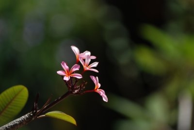 Sabah