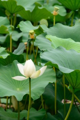 DSC_9774.jpg