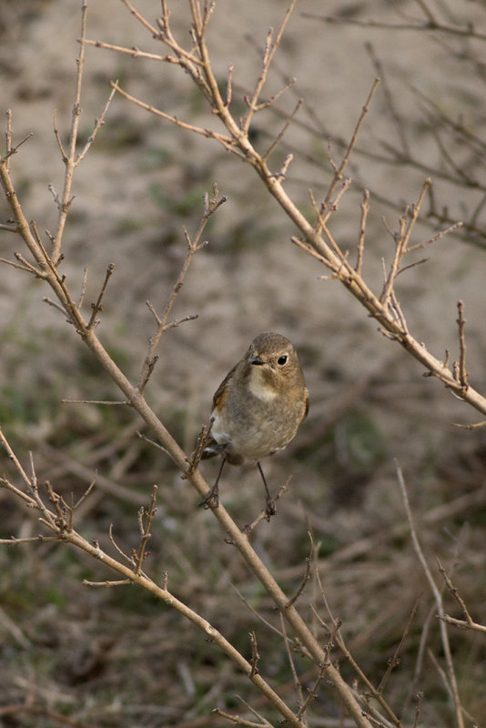 IMG_9060.jpg -Blauwstaart 10-04-15  Coepelduinen Noordwijk