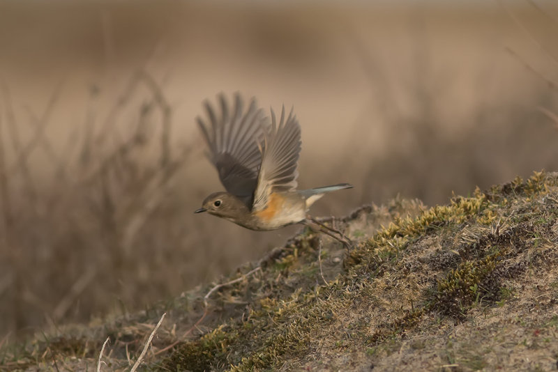 IMG_9117.jpg - Blauwstaart 10-04-15  Coepelduinen Noordwijk