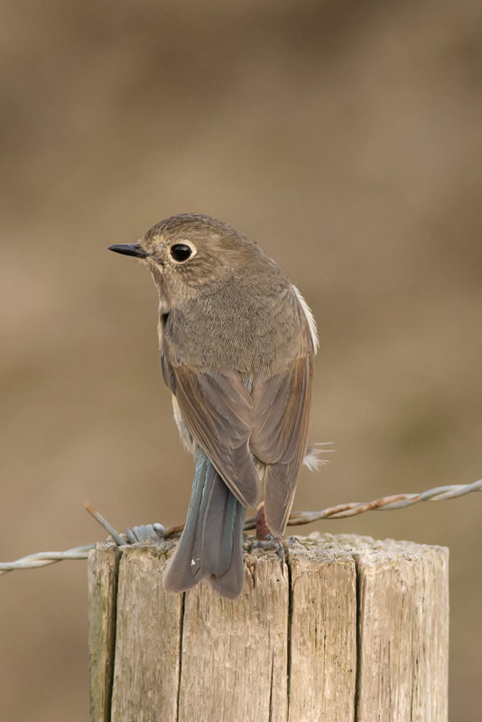 IMG_9223.jpg - Blauwstaart 10-04-15  Coepelduinen Noordwijk