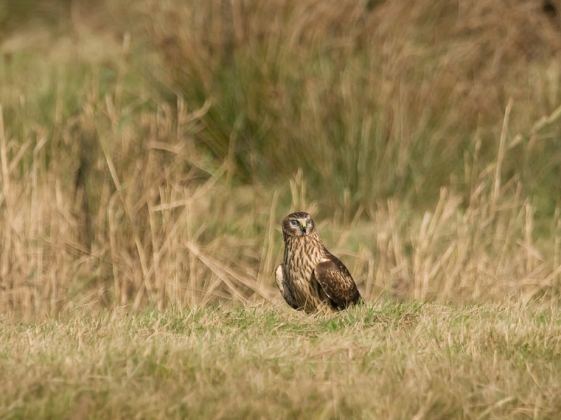 IMG_0999.jpg Dijkmanshuizen Texel