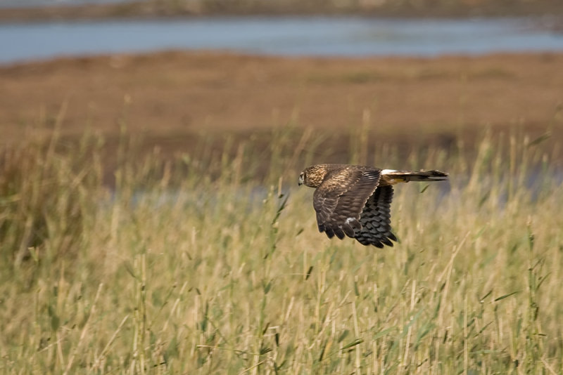 IMG_1049.jpg Dijkmanshuizen Texel