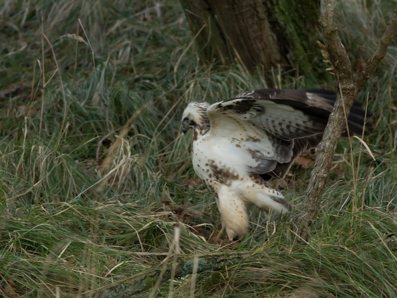 IMG_0336.jpg Amsterdamse Waterleidingduinen