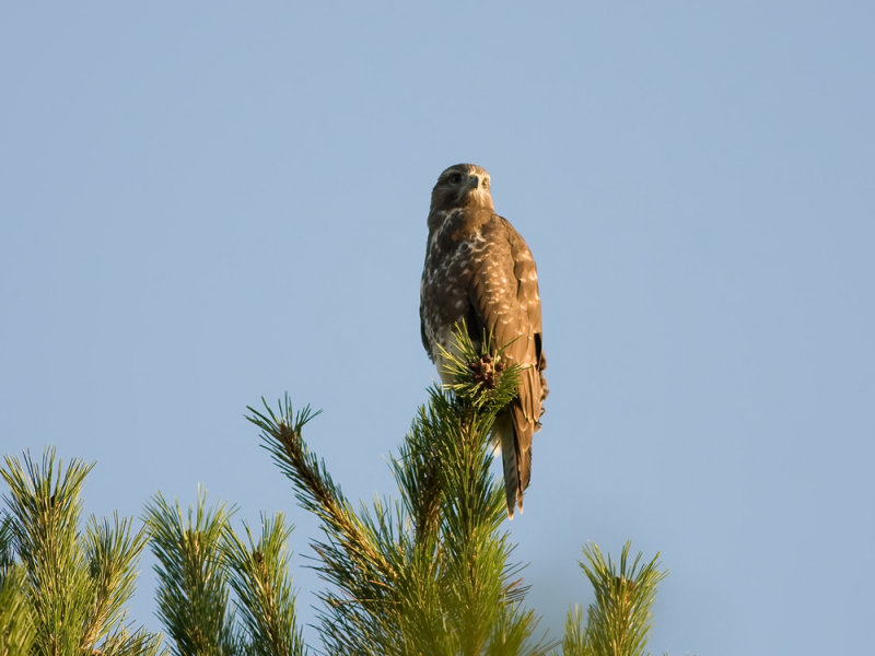 IMG_5538.jpg Golfterrein Langeveld