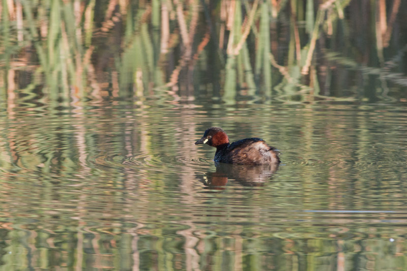 IMG_2018.jpg