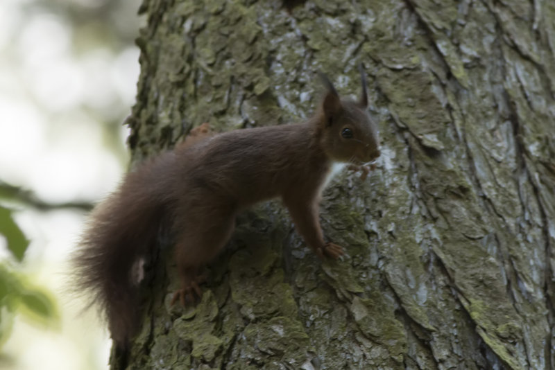 IMG_0544.jpg Gulpen Zuid Limburg