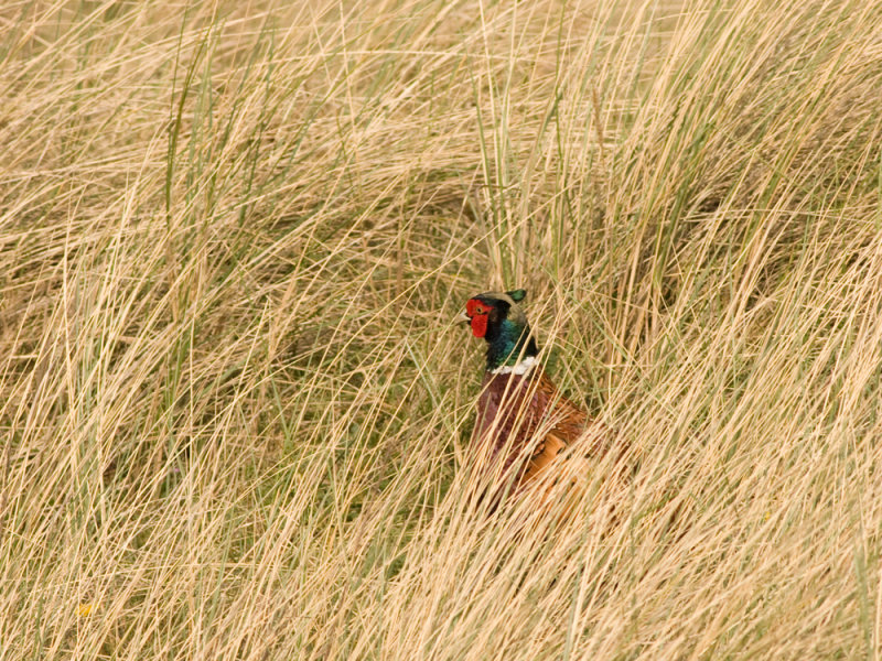 IMG_3757.jpg Texel