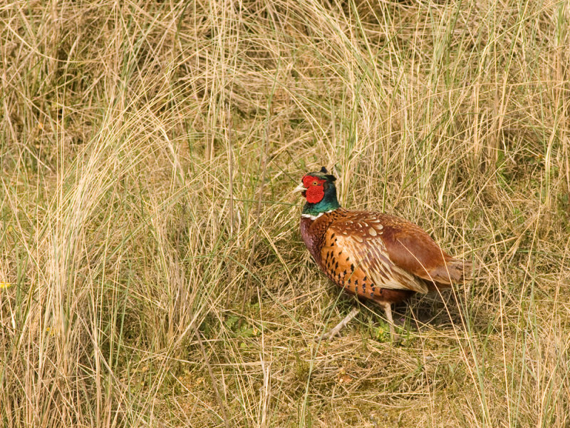 IMG_3765.jpg Texel