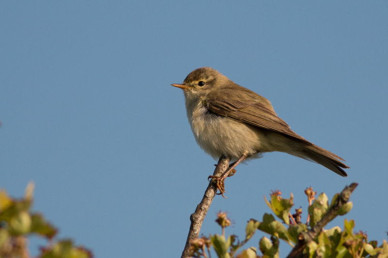fitis - Willow Warbler -  Phylloscopus trochilus