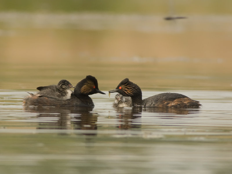 Geoorde Fuut - Black-necked Grebe - Podiceps nigricollis, 